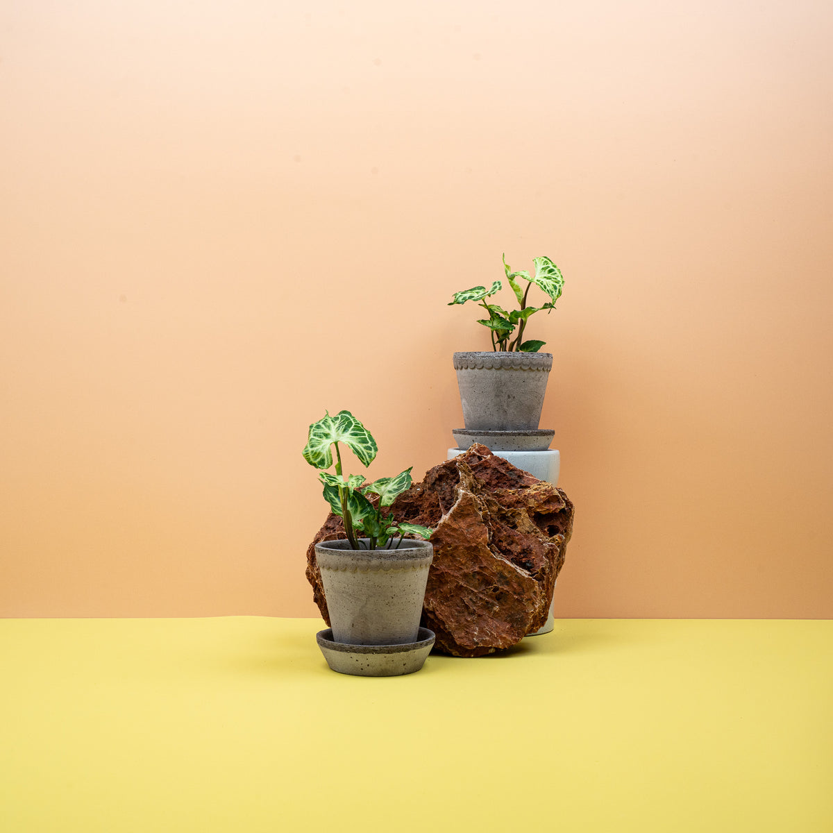 Syngonium Batik – Ansicht 8