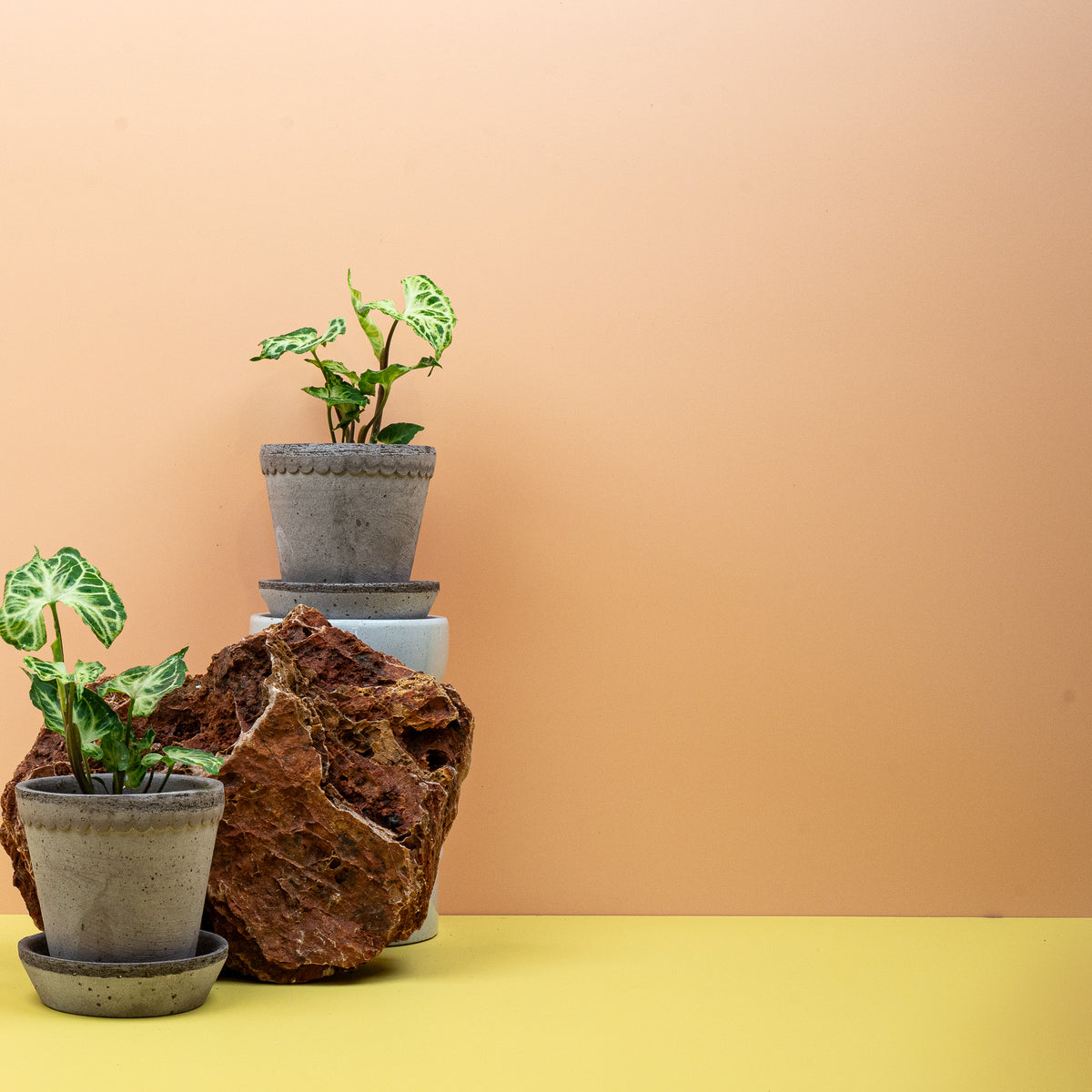 Syngonium Batik – Ansicht 11