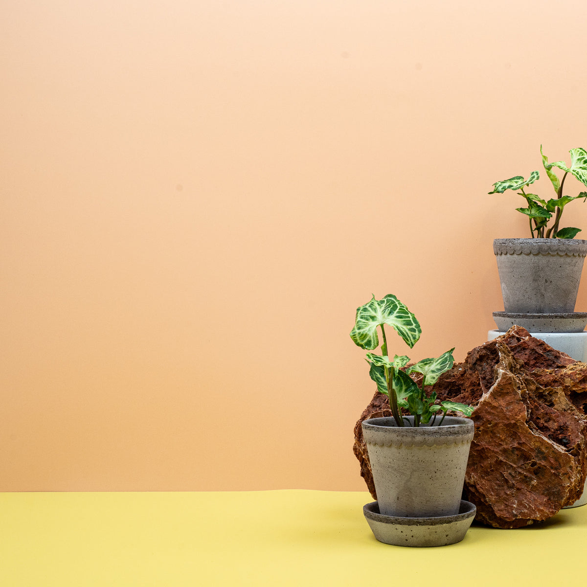 Syngonium Batik – Ansicht 9