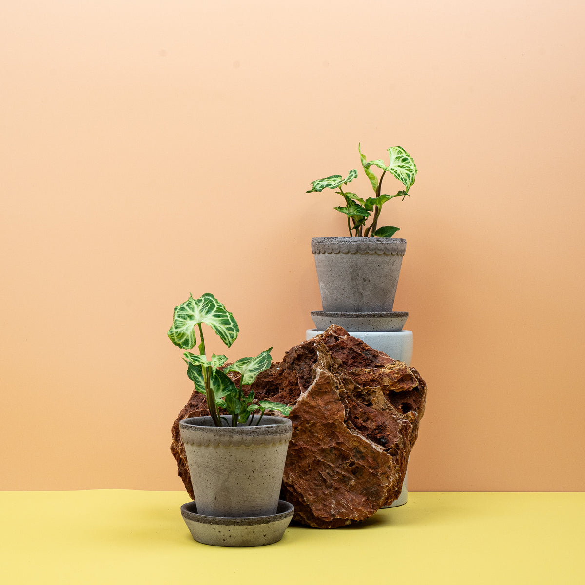 Syngonium Batik – Ansicht 10