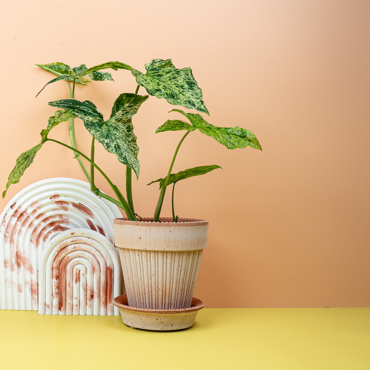 Syngonium Mottled mit gesprenkelter Panaschierung