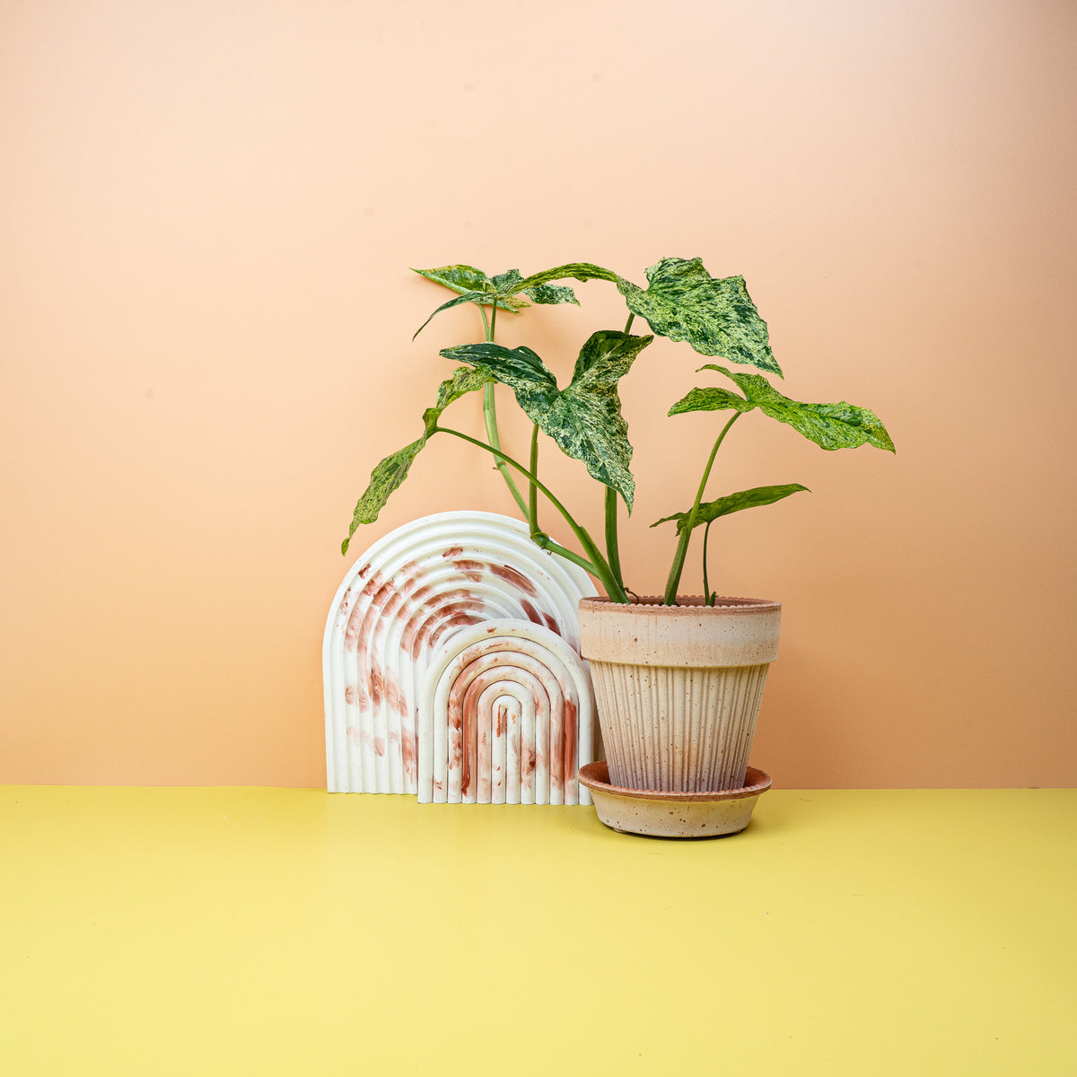 Syngonium Mottled – Pfeilblatt mit marmorierter Zeichnung – potflourri