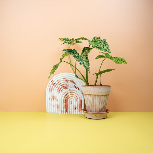 Syngonium Mottled – Pfeilblatt mit marmorierter Zeichnung – potflourri