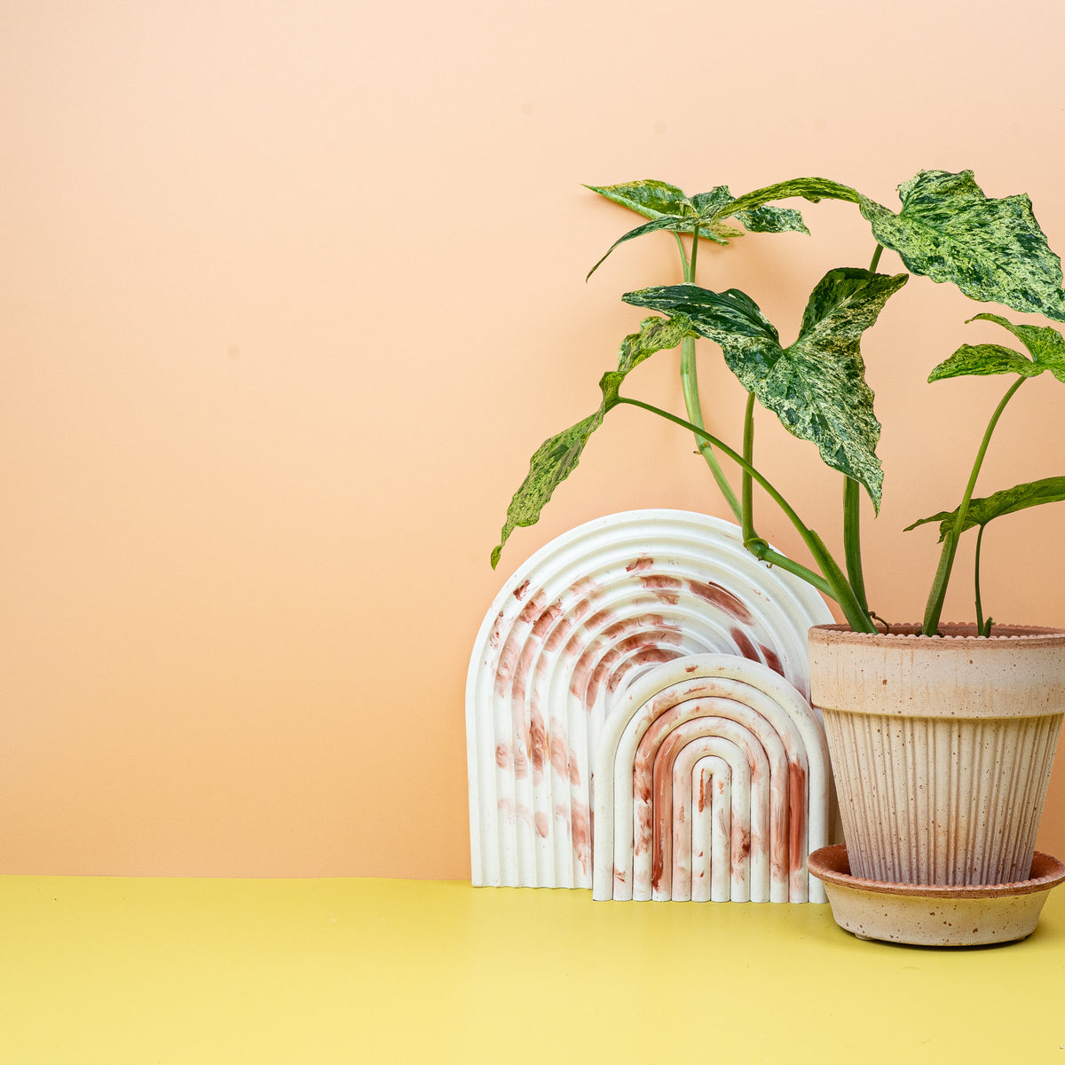 Syngonium Mottled – Farbverläufe von Dunkelgrün zu Limette