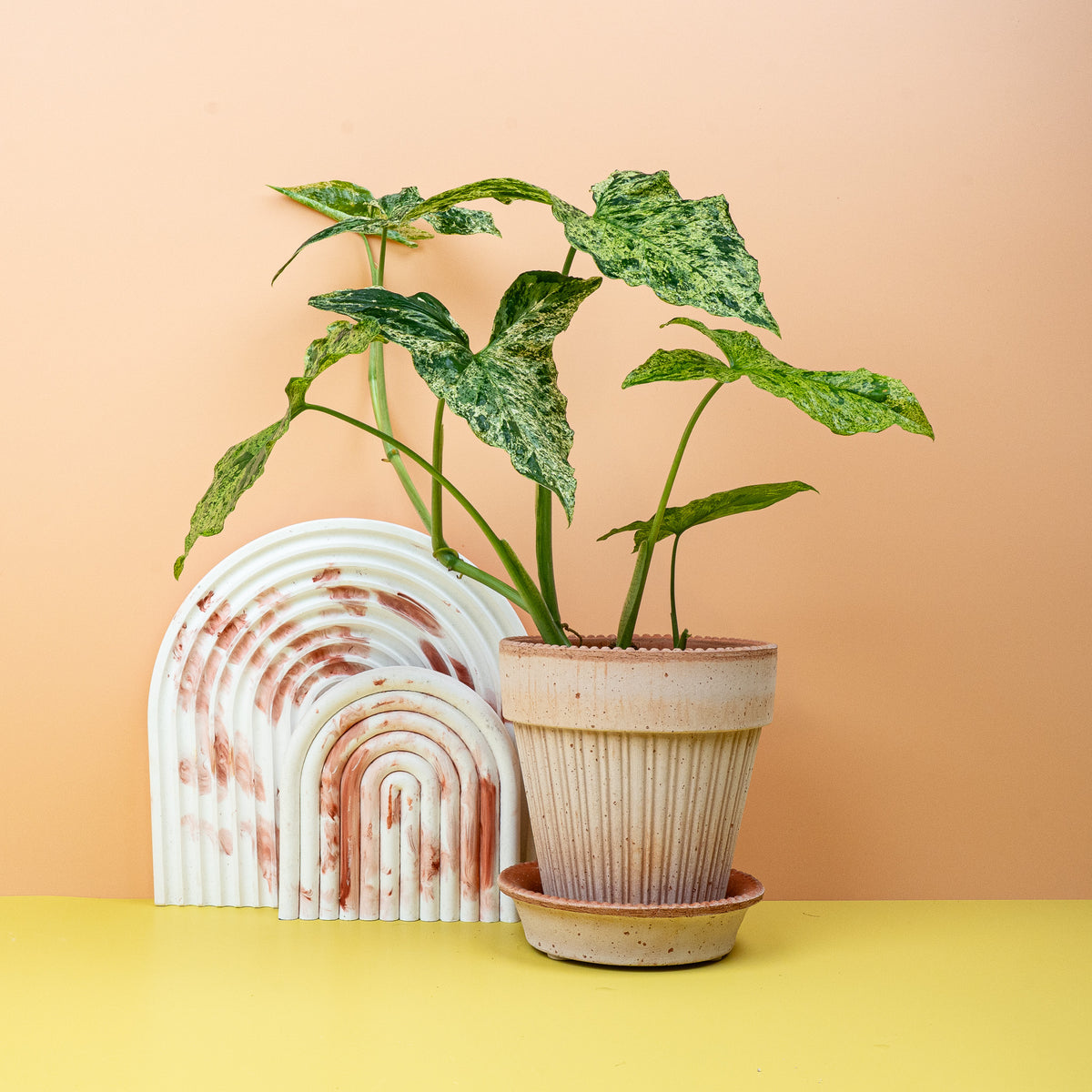 Syngonium Mottled – individuelles Blattmuster