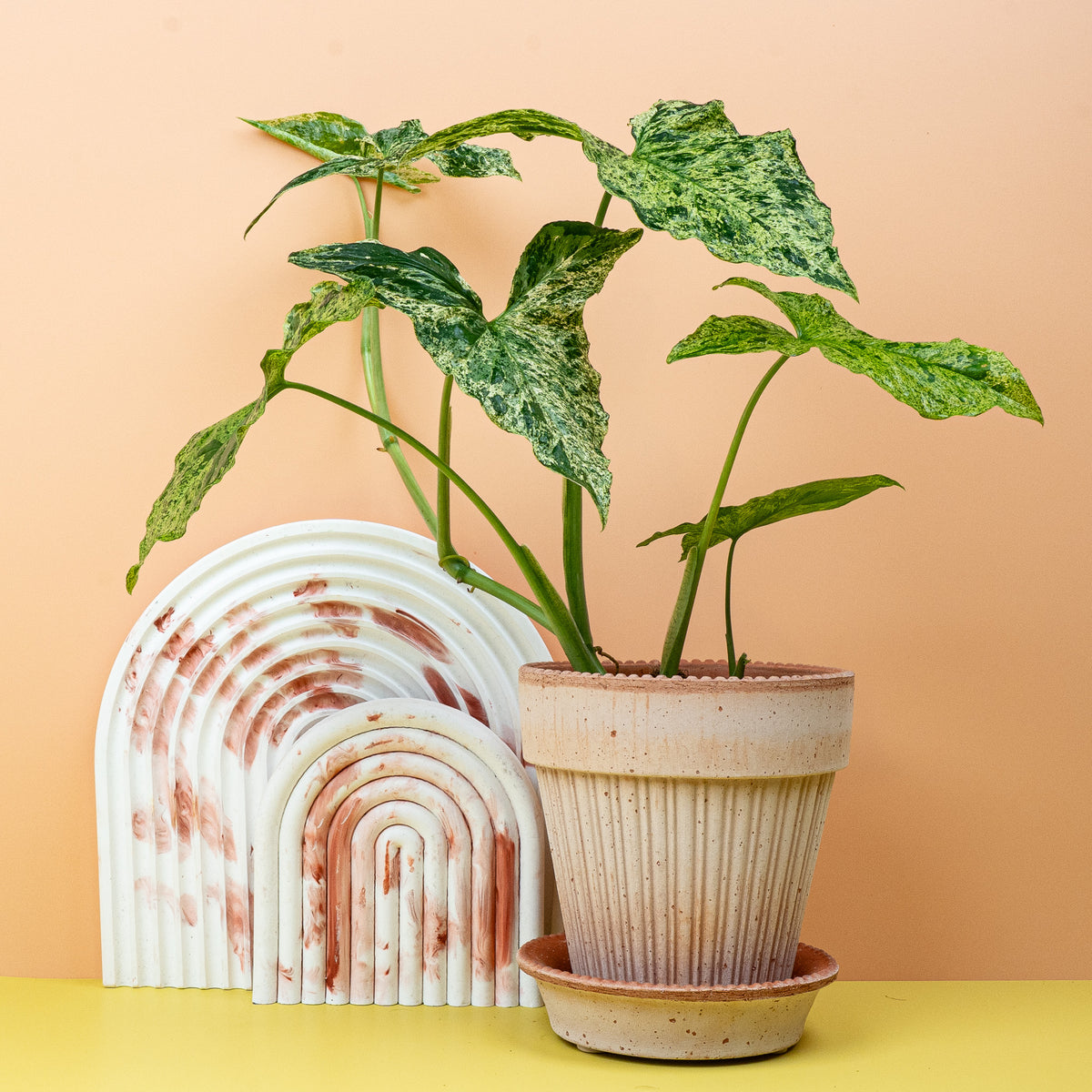 Syngonium Mottled – wuchsfreudige Pfeilblatt-Sorte