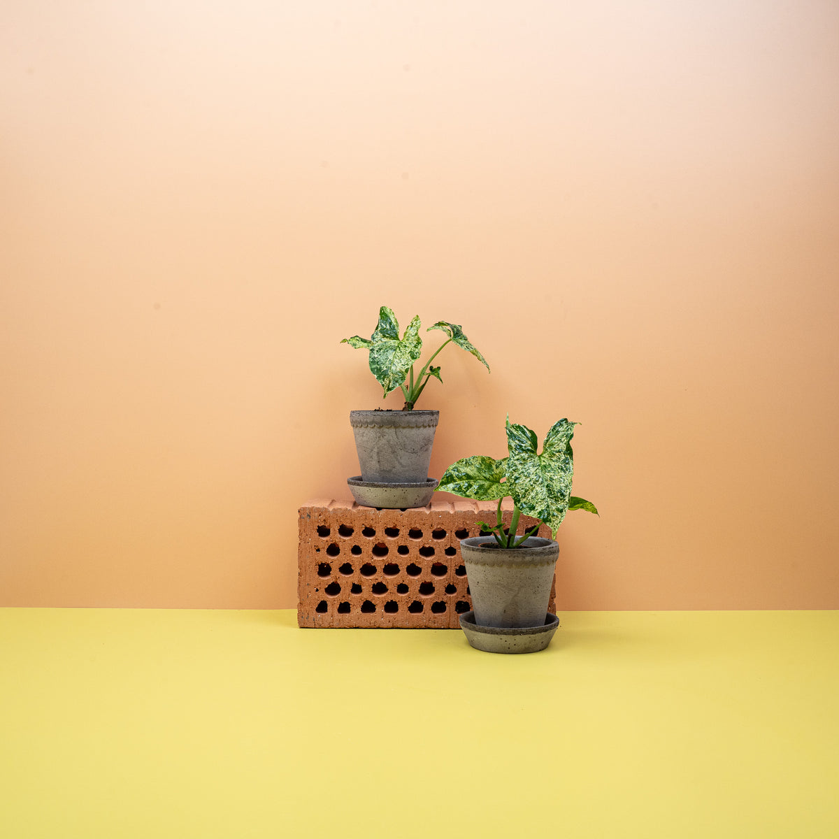 Syngonium Mottled – Ansicht 7