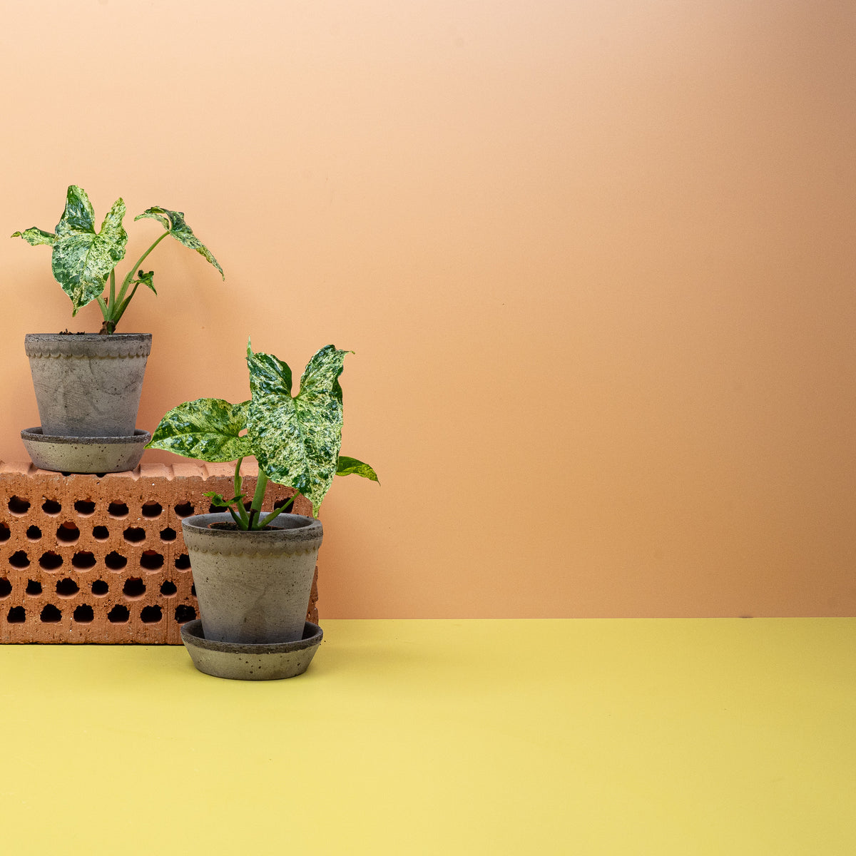 Syngonium Mottled – Ansicht 8