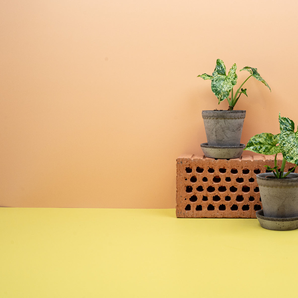 Syngonium Mottled – Ansicht 9