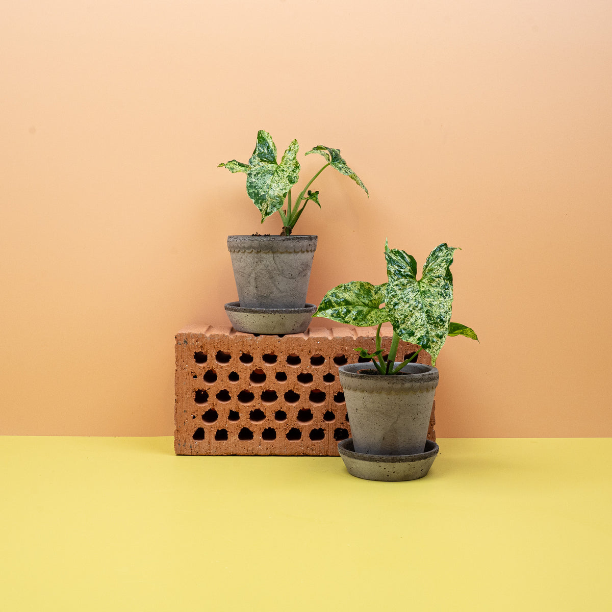 Syngonium Mottled – lebendiger Blickfang