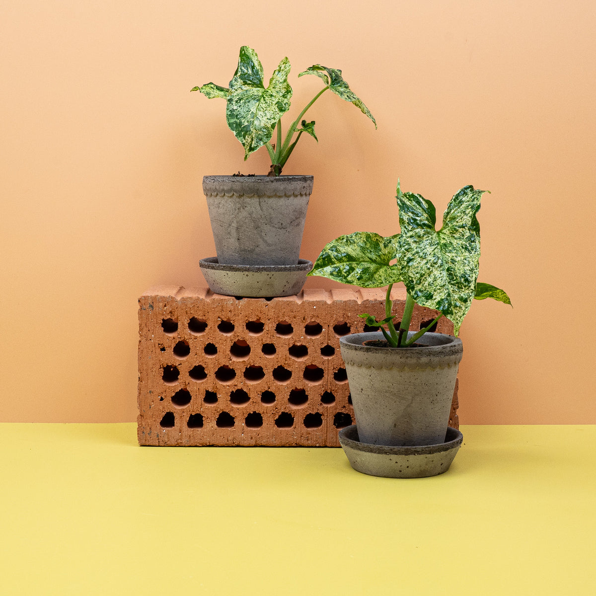 Syngonium Mottled – Ansicht 10