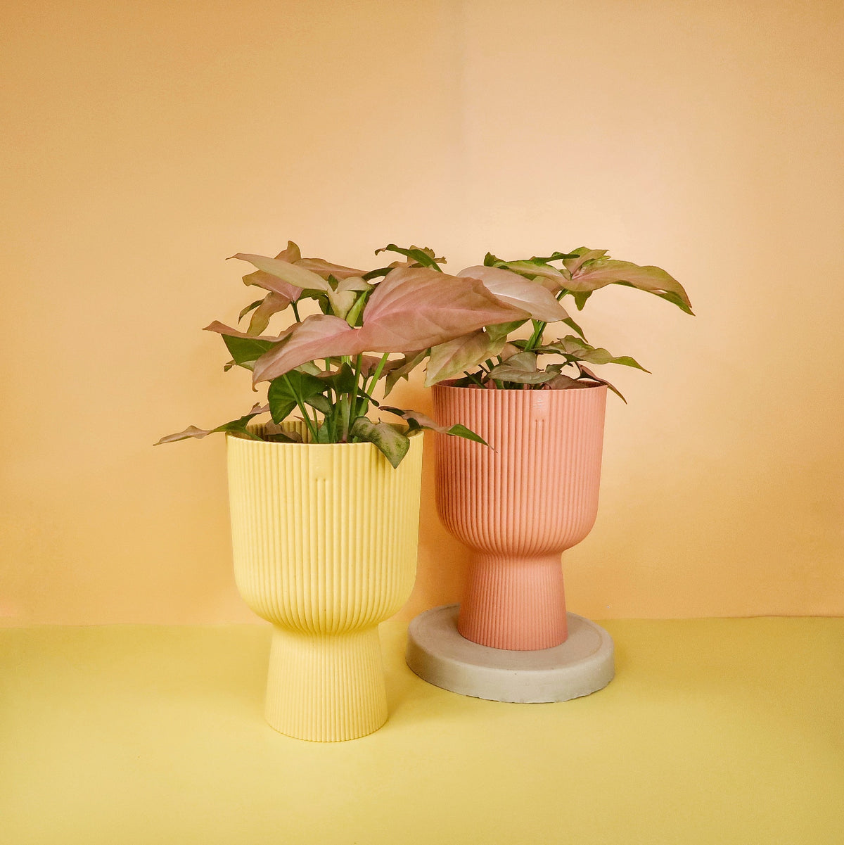 Syngonium – dekorative Zimmerpflanze mit tropischem Flair