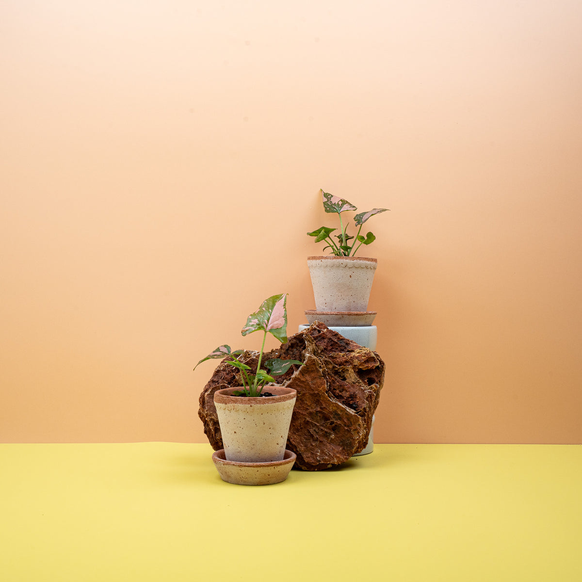 Syngonium Pink Splash – lebendige, verspielte Optik