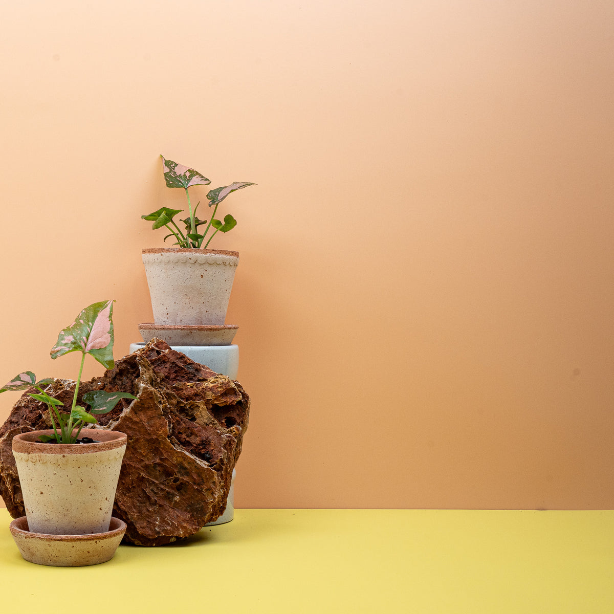 Syngonium Pink Splash – pfeilförmiges Blatt mit pinker Sprenkelung