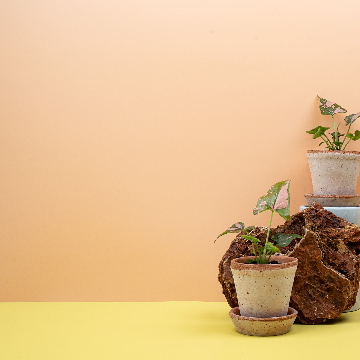 Syngonium Pink Splash – rankender Trieb mit jungen Blättern