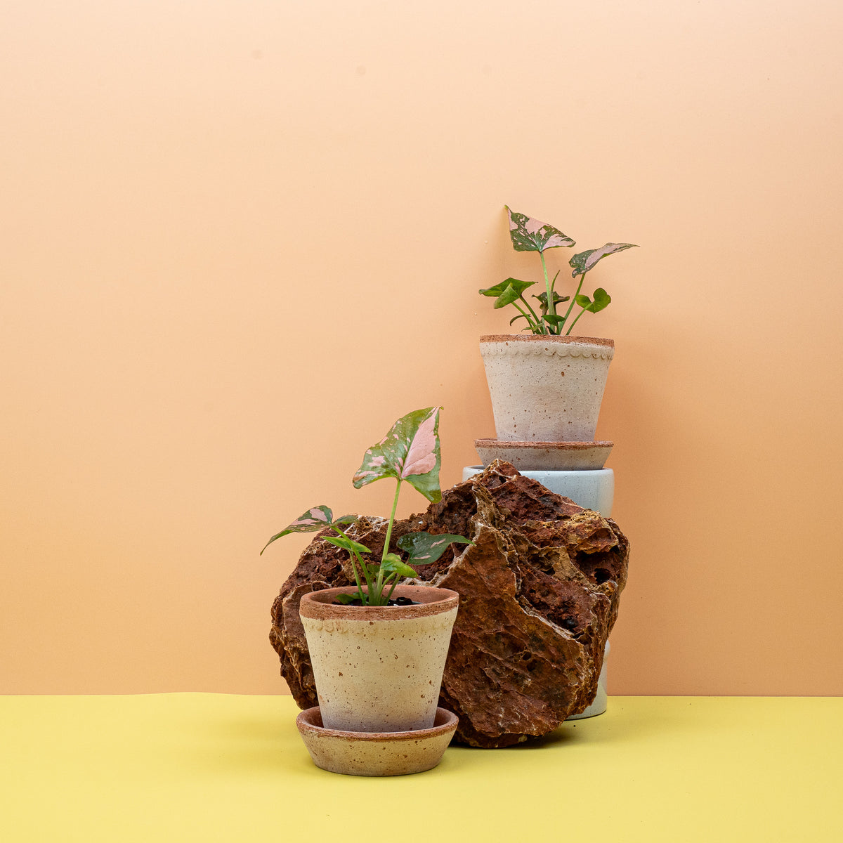 Syngonium Pink Splash – Blattunterseite und Blattstiel
