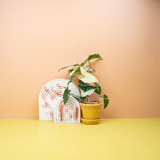 Syngonium Podophyllum Variegata – Zimmerpflanze mit heller Panaschierung – potflourri