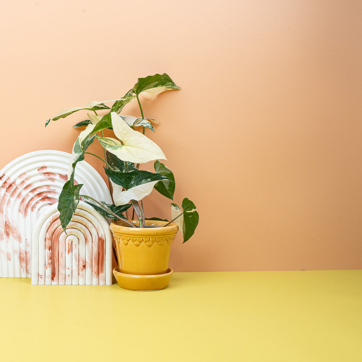 Syngonium Podophyllum Variegata – cremeweiße Musterung