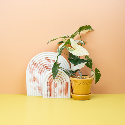 Syngonium Podophyllum Variegata – Zimmerpflanze mit heller Panaschierung – potflourri