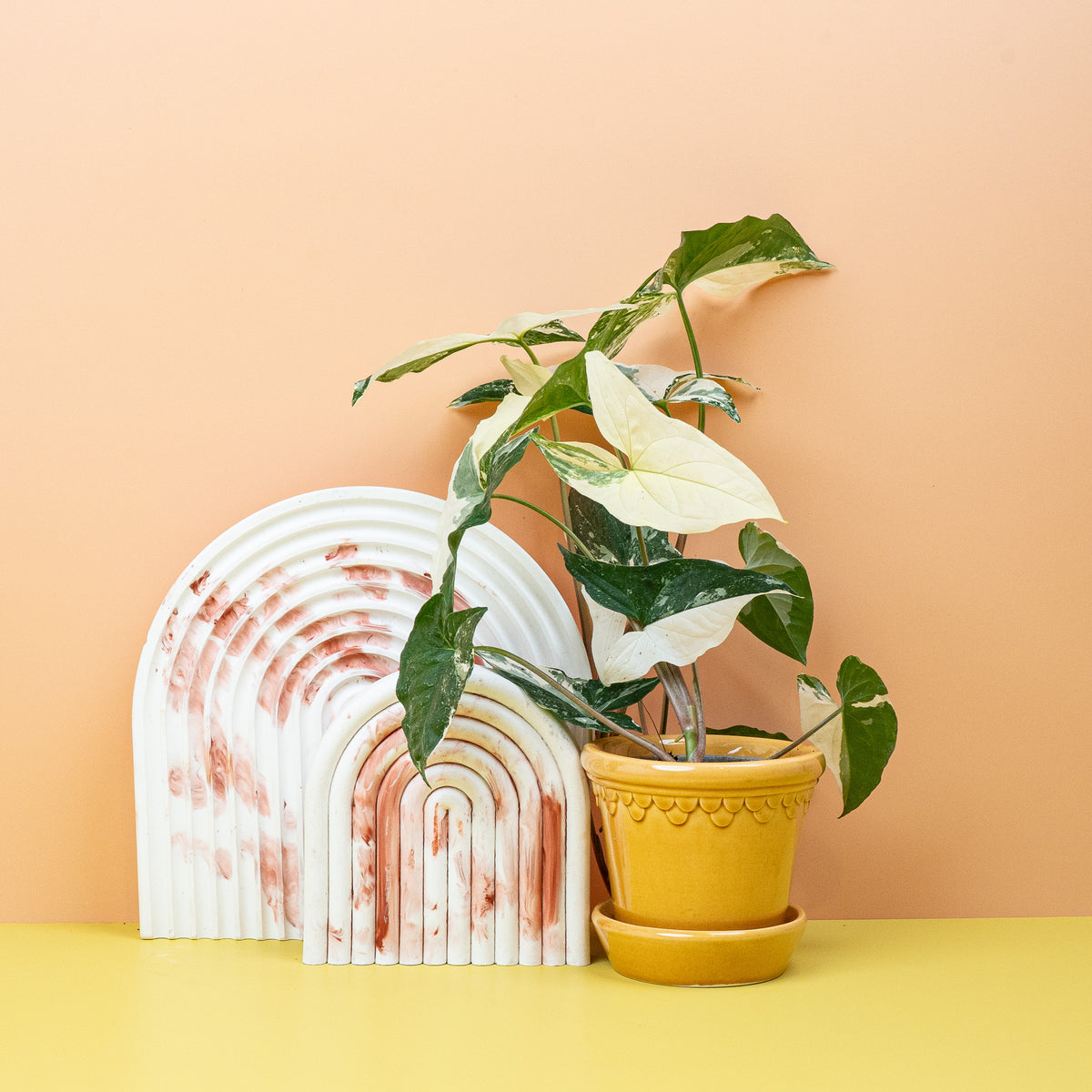 Syngonium Podophyllum Variegata – individuelles Blattmuster