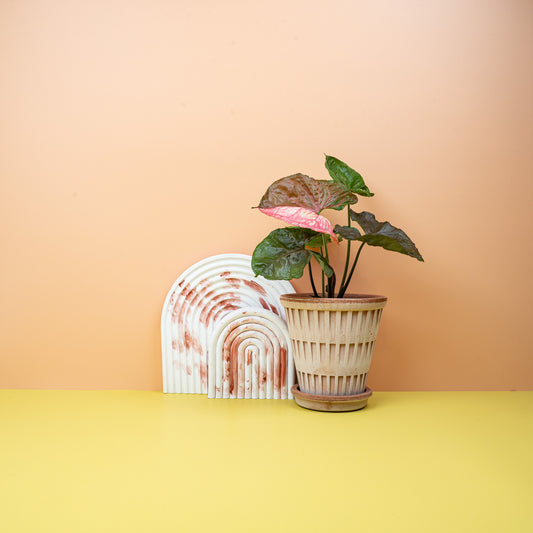 Syngonium Strawberry Ice – roséfarbene Zimmerpflanze – potflourri