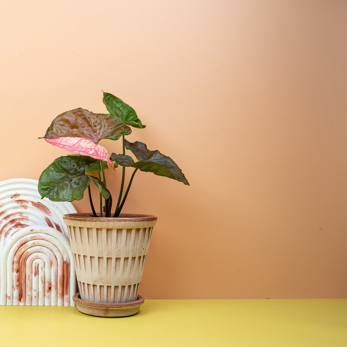 Syngonium Strawberry Ice, pfeilförmige Blätter