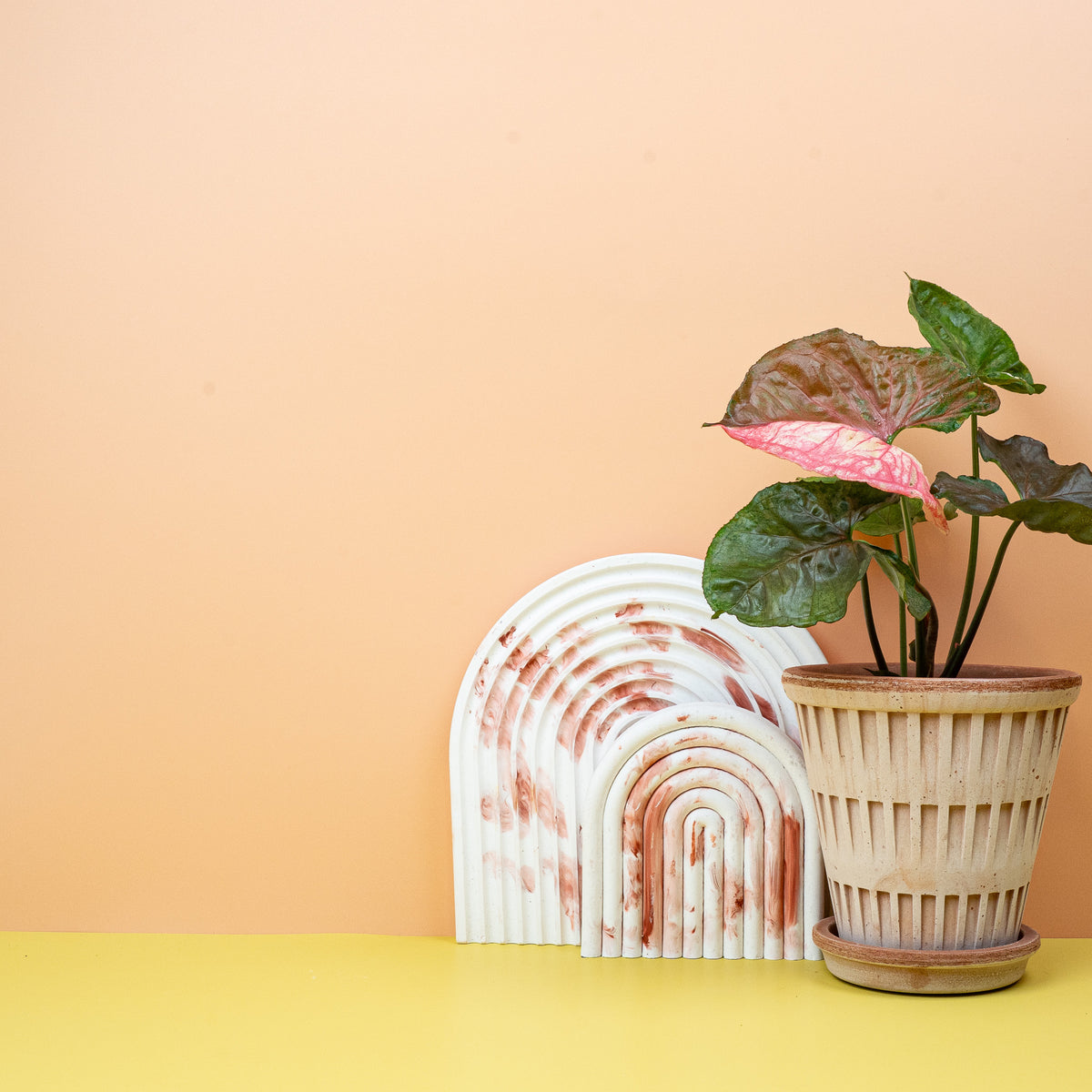 Syngonium Strawberry Ice – erdbeerfarbene Panaschierung