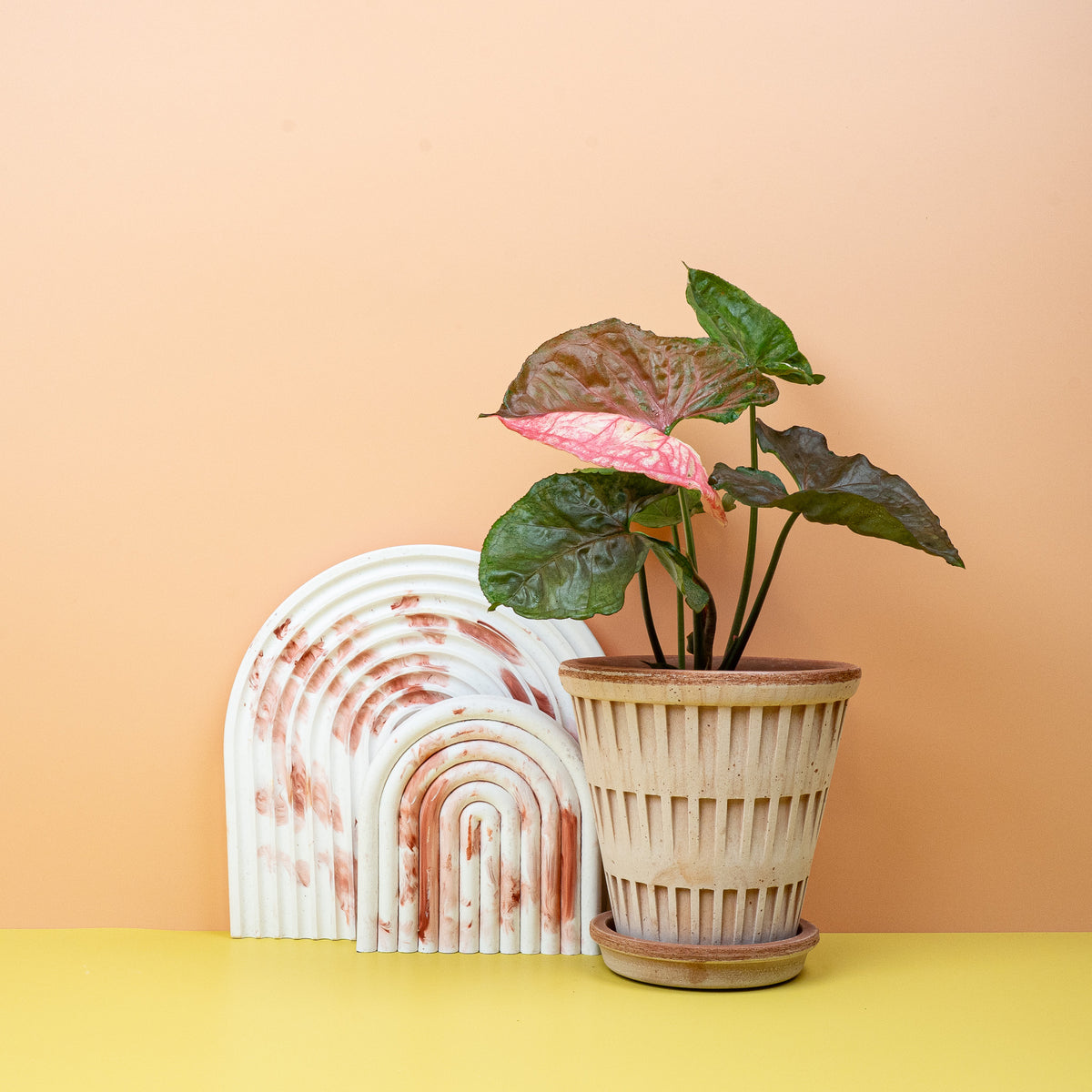 Syngonium Strawberry Ice, individuelles Blattmuster