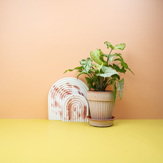Syngonium Three Kings – Zimmerpflanze mit Mint-Creme-Grün-Musterung – potflourri