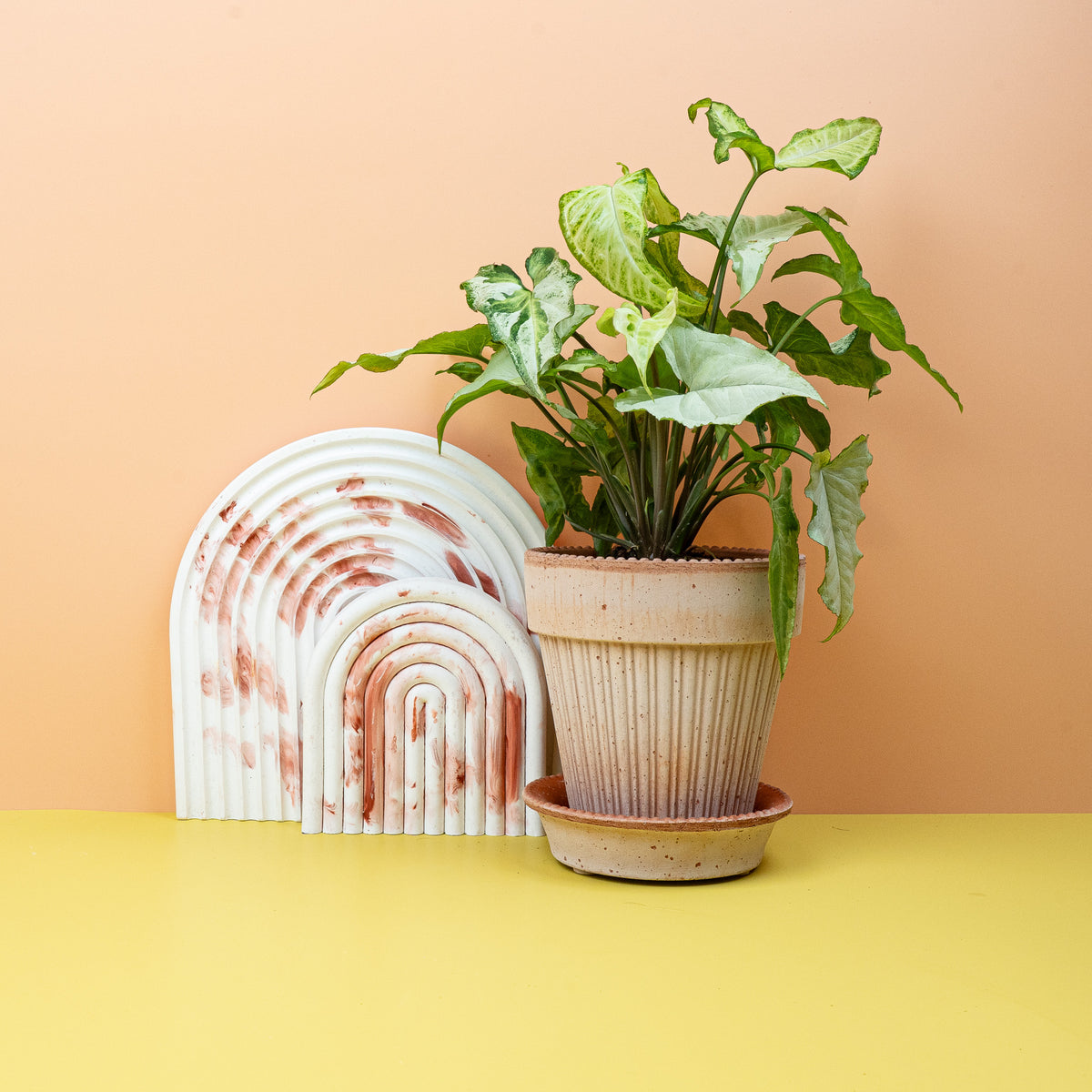 Syngonium Three Kings, jedes Blatt individuell gezeichnet