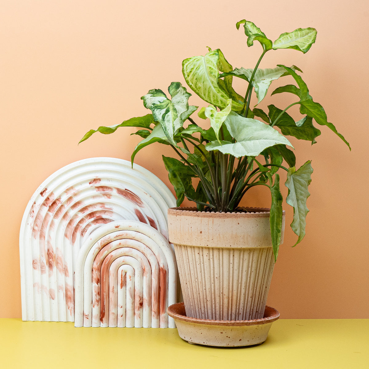 Syngonium Three Kings, begehrte Sammlersorte