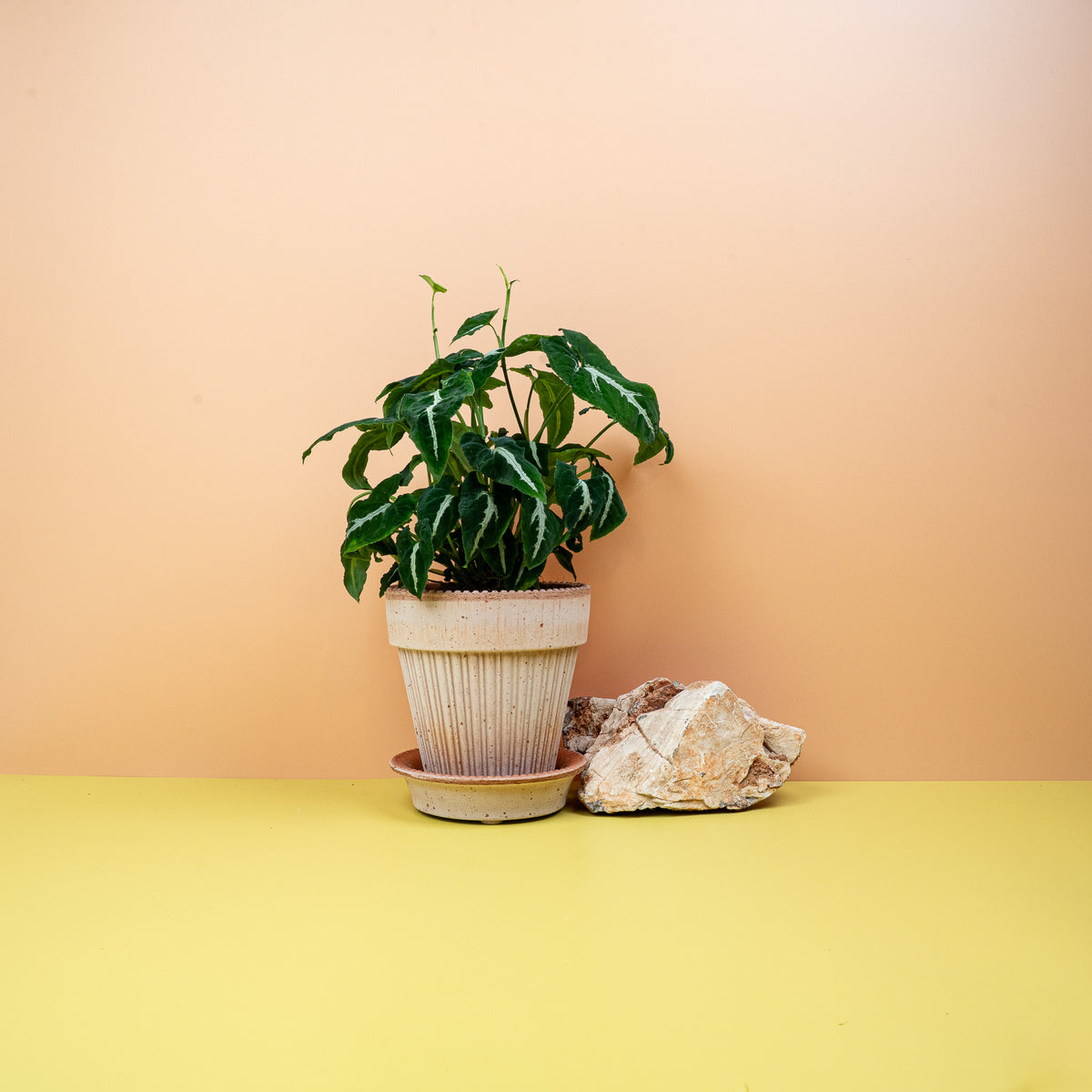 Syngonium Wendlandii mit silbriger Mittelader