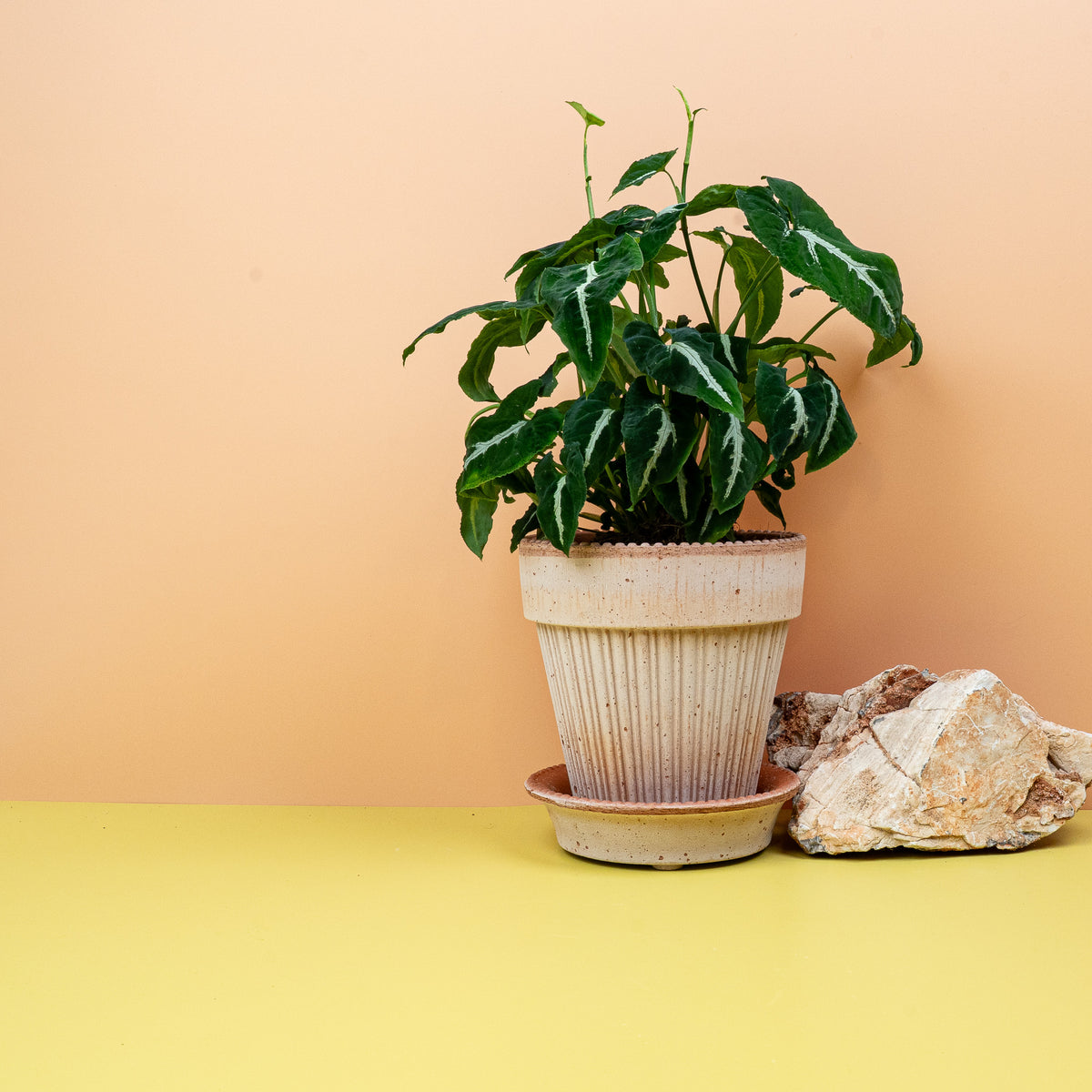 Syngonium Wendlandii – dunkelgrüne, matte Blätter