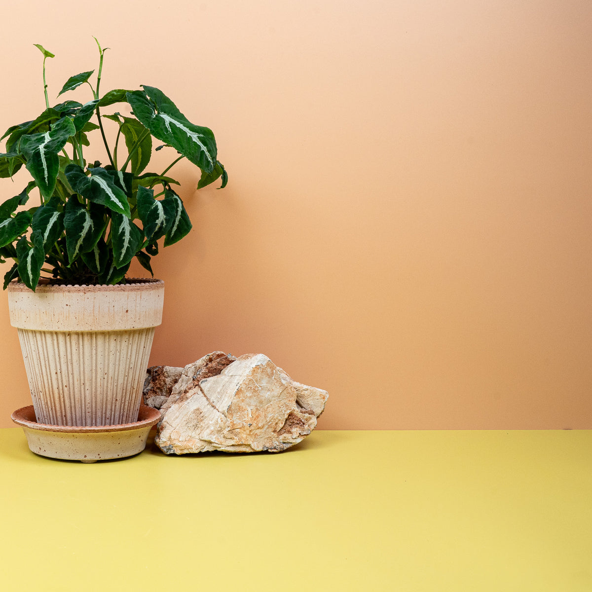 Seltenes Syngonium Wendlandii für Sammler
