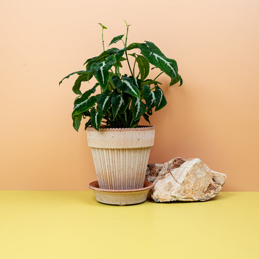 Syngonium Wendlandii – samtige Zimmerpflanze – potflourri