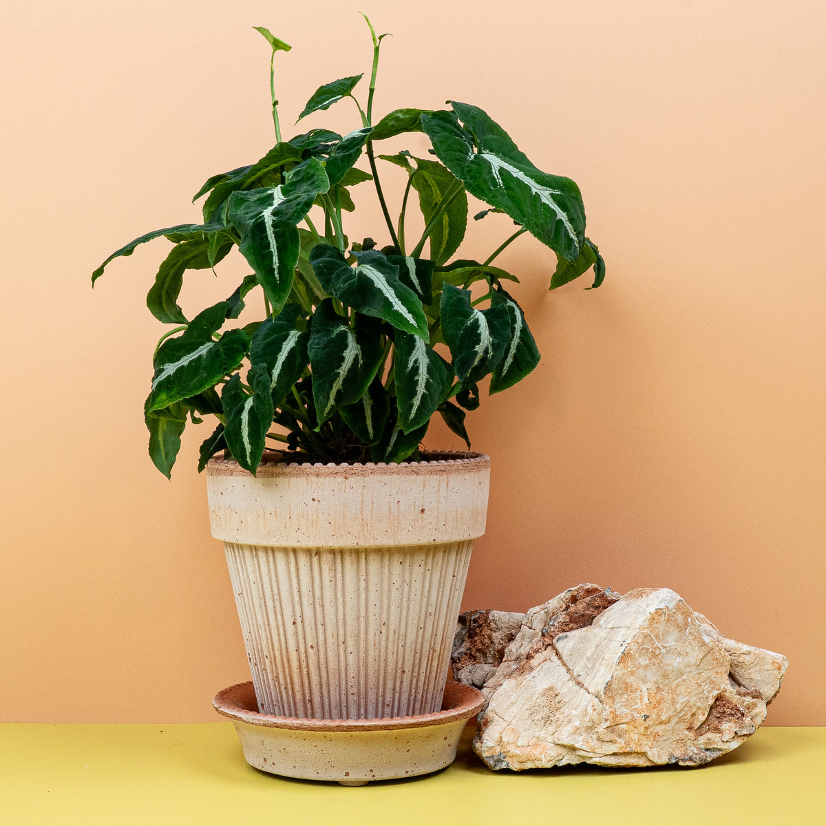 Syngonium Wendlandii – pfeilförmige Blattform