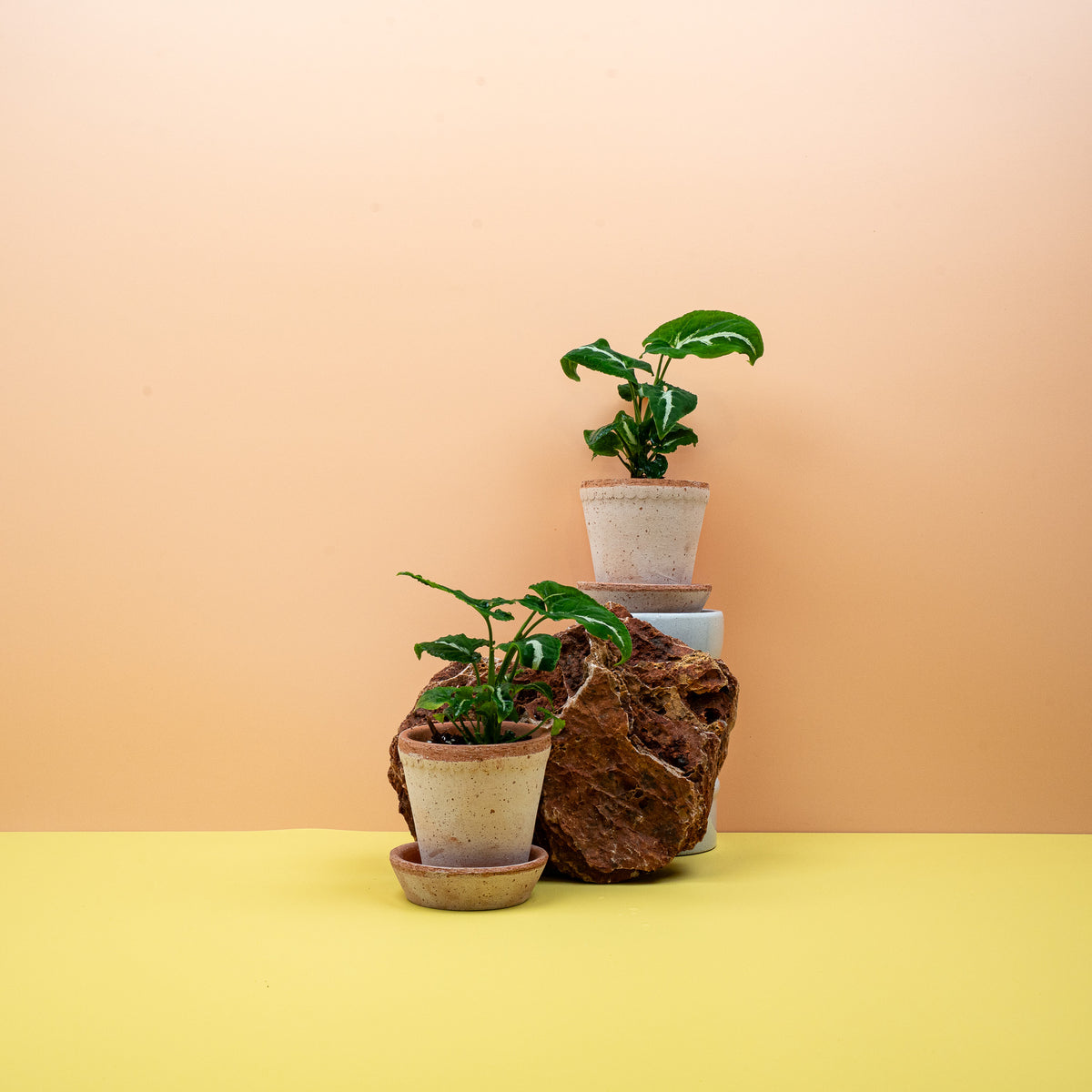 Syngonium Wendlandii – edler Hell-Dunkel-Kontrast