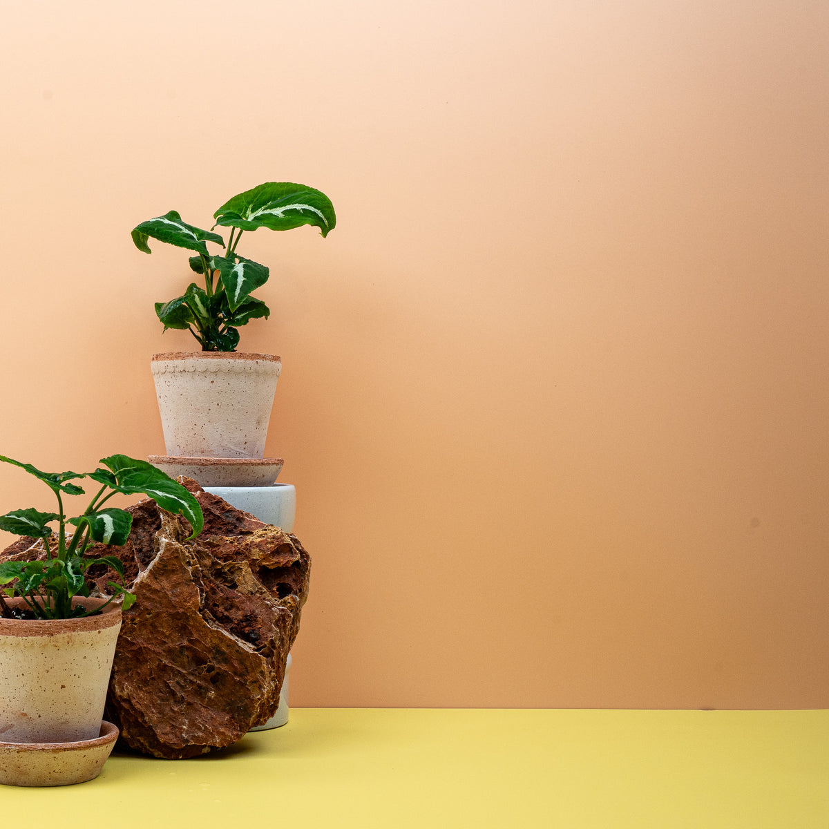 Syngonium wendlandii, samtiges Blatt mit silbriger Mittelader