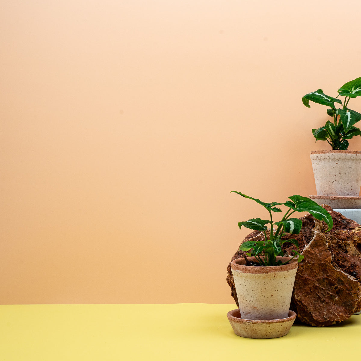 Syngonium Wendlandii, pfeilförmiges dunkelgrünes Blatt