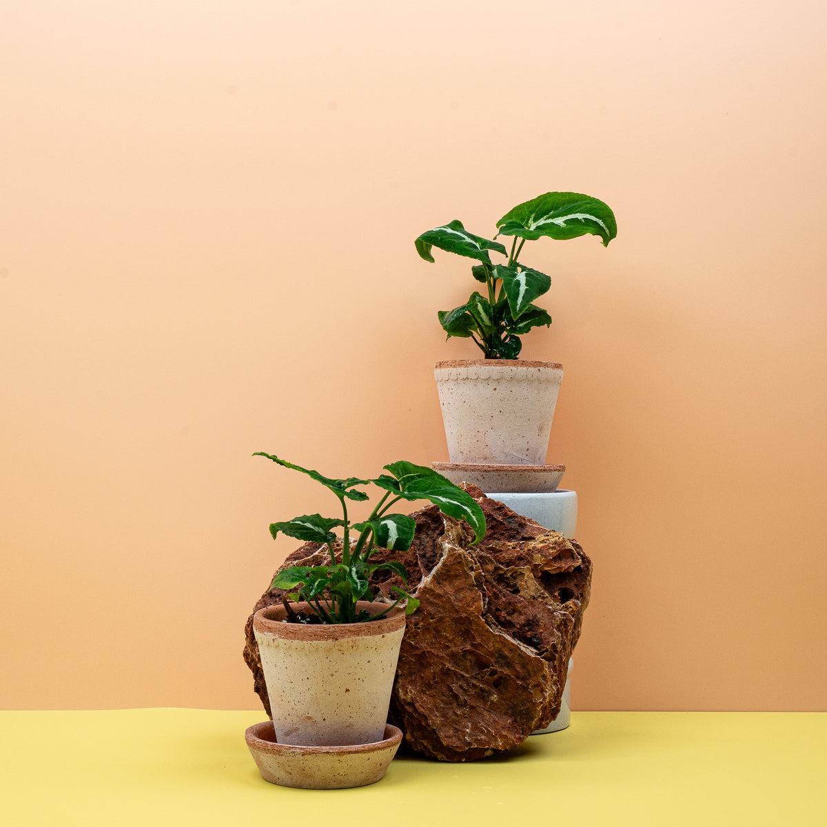 Syngonium Wendlandii, matte Blattoberfläche im Detail