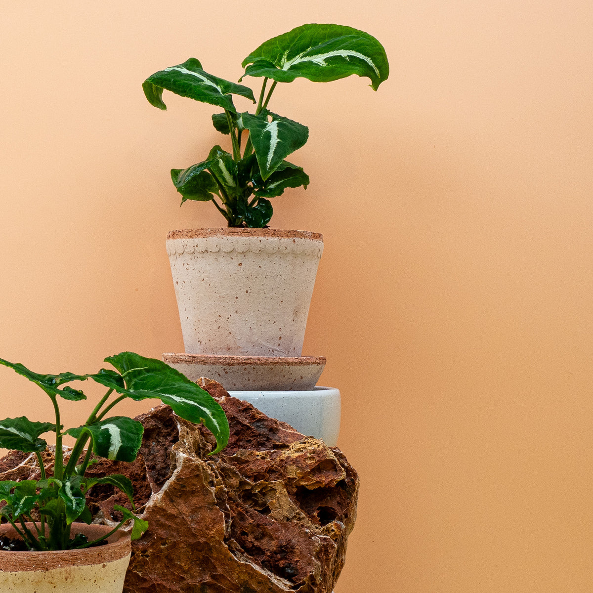 Syngonium Wendlandii aus dem Sortiment von potflourri