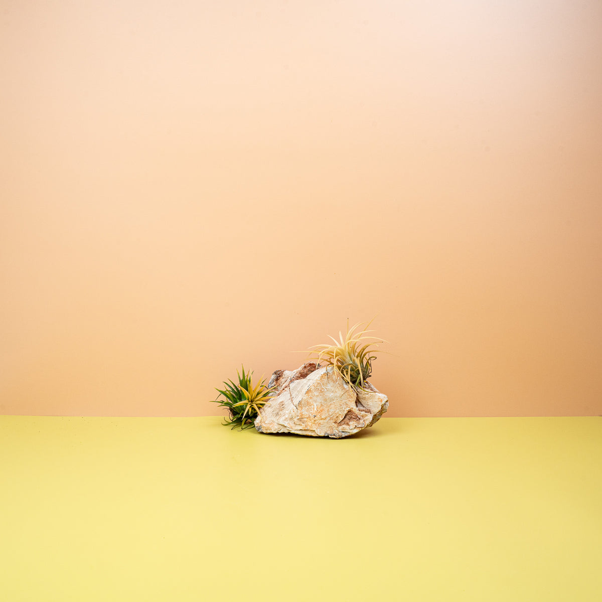 Tillandsia Ionantha Druid, dichte Blattstruktur