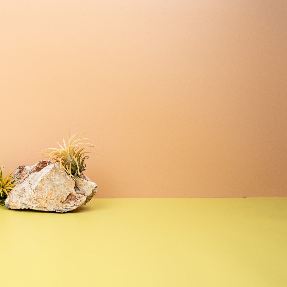 Tillandsia Ionantha Druid – harmonische Ausstrahlung
