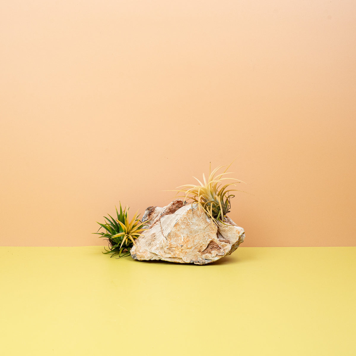 Tillandsia Ionantha Druid – Luftpflanze mit gelblichen Blättern – potflourri