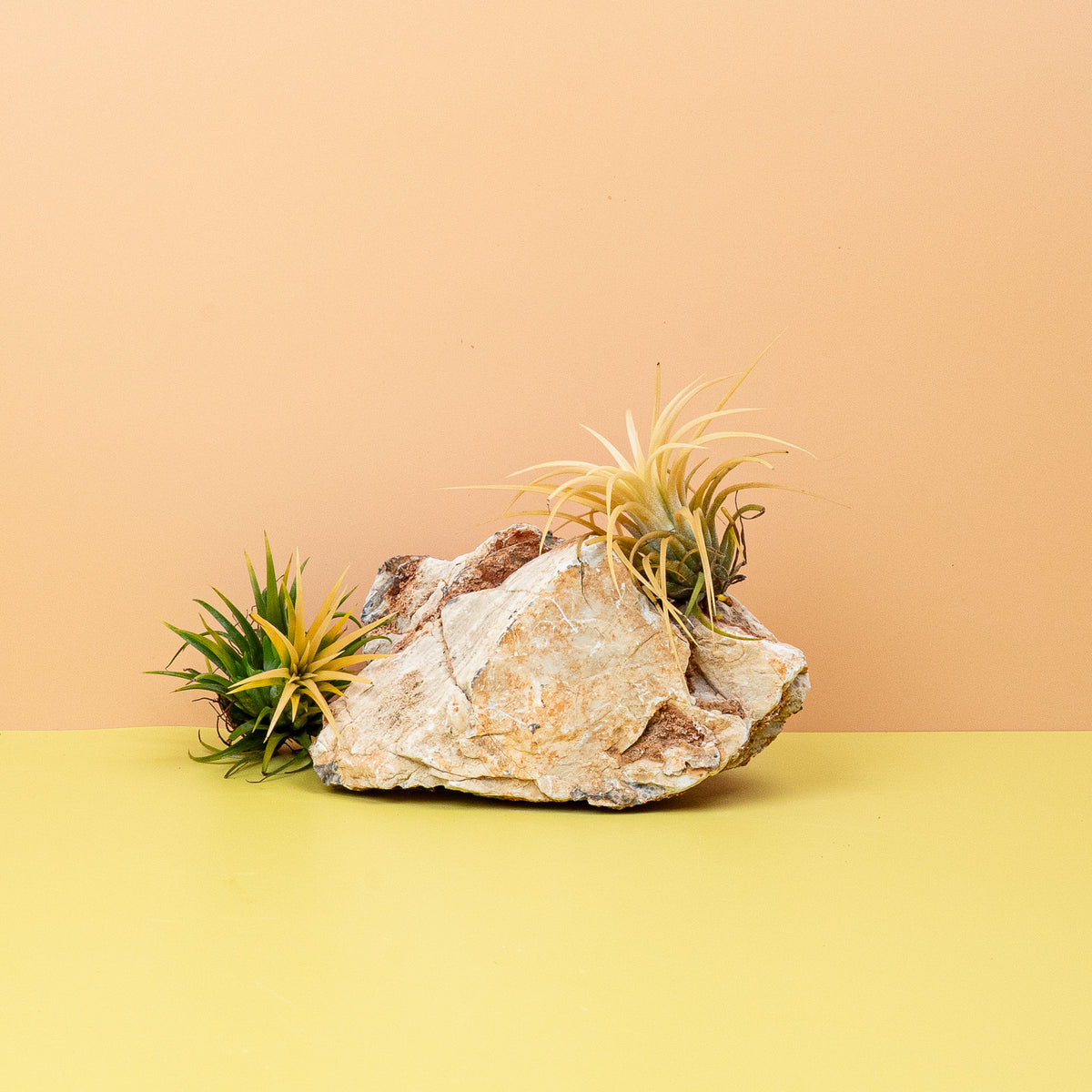 Tillandsia Ionantha Druid, robust und pflegeleicht