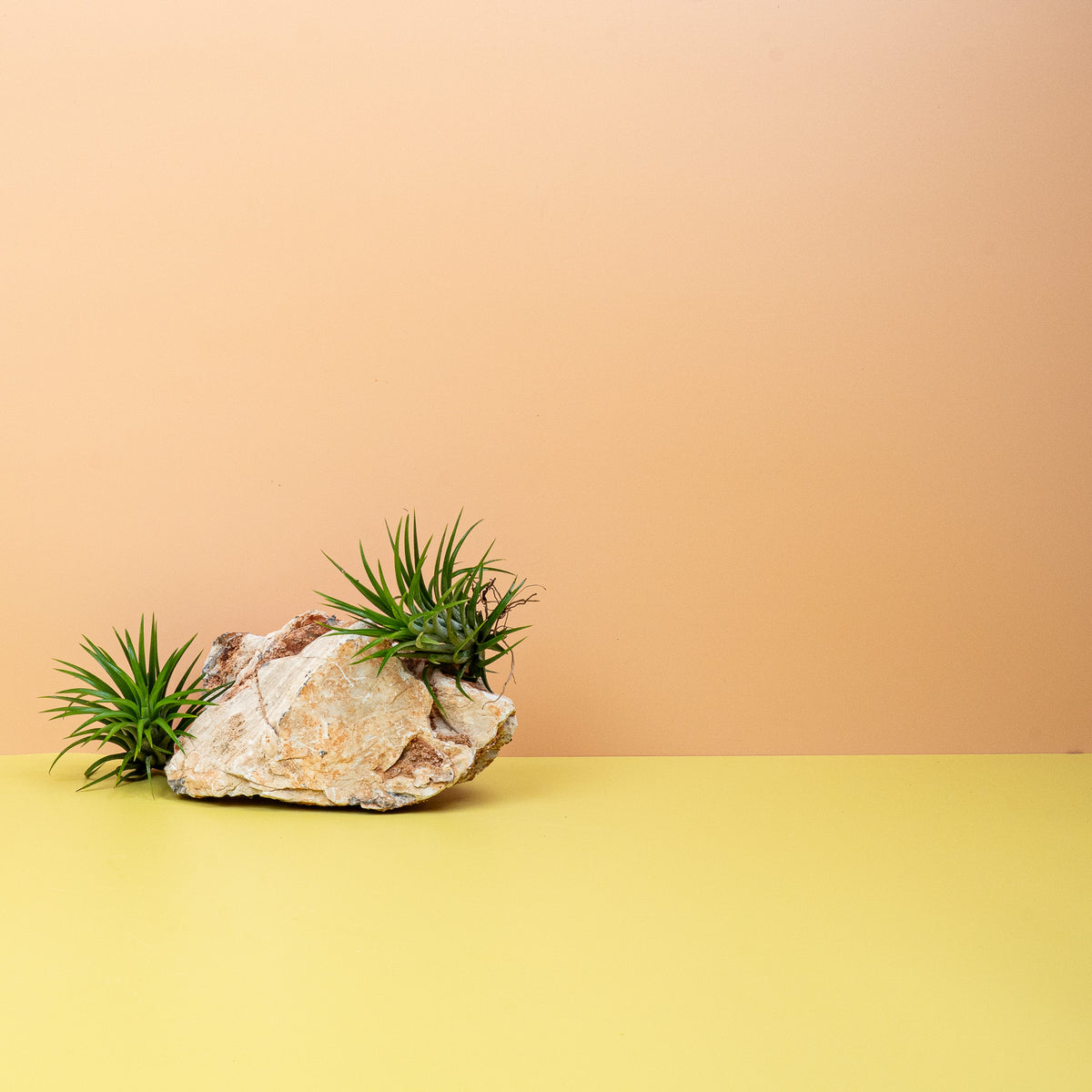 Tillandsia Ionantha Green, harmonische Ausstrahlung