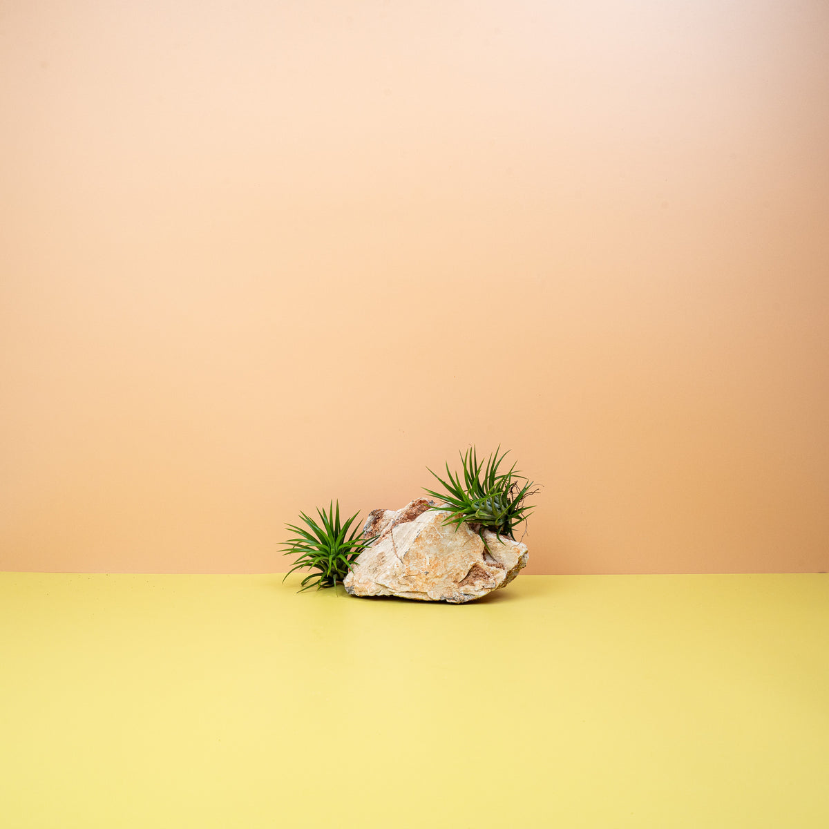 Tillandsia Ionantha Green – robust und pflegeleicht