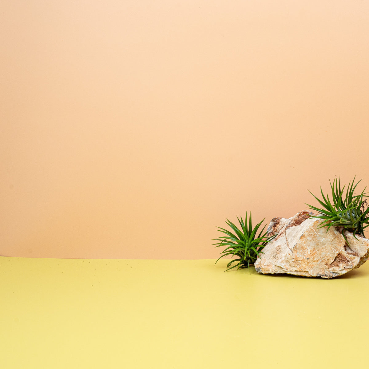 Tillandsia Ionantha Green mit dezenter Blüte
