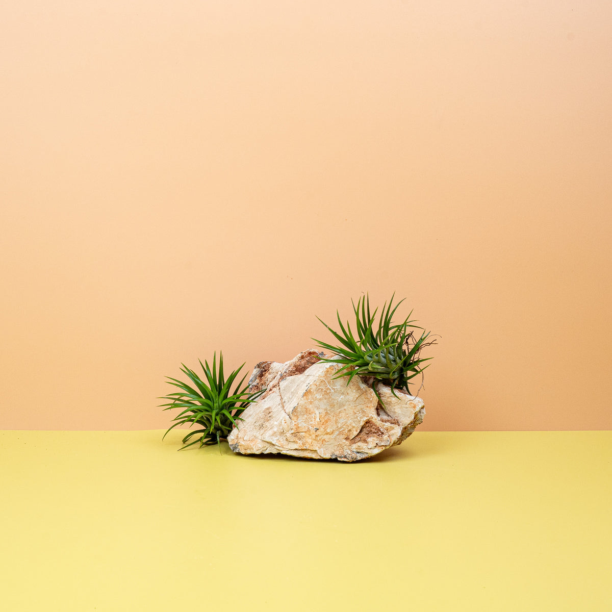Tillandsia Ionantha Green – Luftpflanze mit dichten grünen Blättern – potflourri