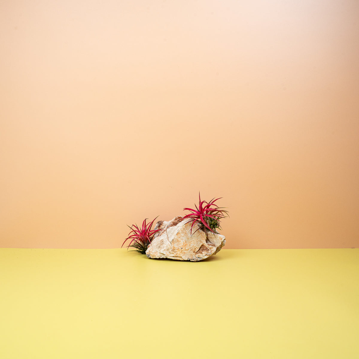 Tillandsia Ionantha Red, spitze Triebe
